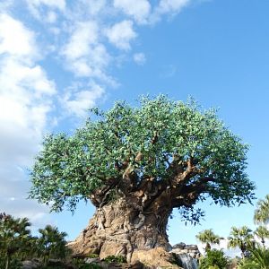 The Tree of Life, Discovery Island - Jan. 2022