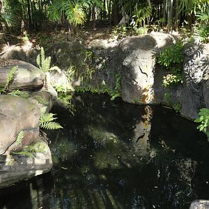 Paroon Shark Catfish Exhibit, Discovery Island Trails - Jan. 2022