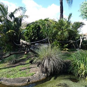 Lemur Island (Ring tailed & Collard Brown), Discovery Island Trails - Jan. 2022