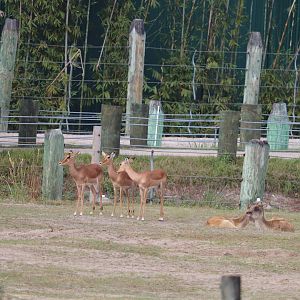 Safari Africa - Kenyan Impala - Nile Lechwe
