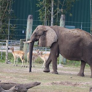 Safari Africa - African Elephant - Nile Lechwe