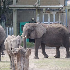Safari Africa - African Elephant - Kenyan Impala