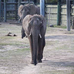 Safari Africa - African Elephant