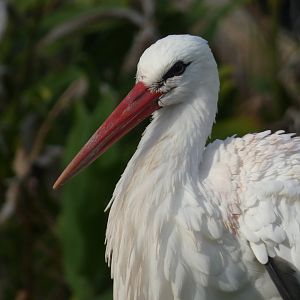 White Stork, Discovery Island Trails - Jan. 2022