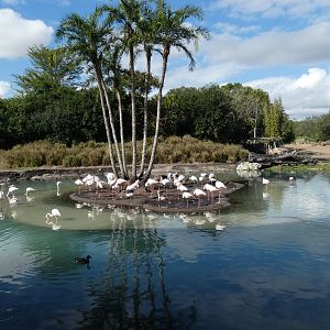 Greater Flamingo Island, Kilimanjaro Safaris - Jan. 2022