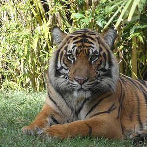 Nala, Female Sumatran Tiger, Maharajah Jungle Trek - Jan. 2022