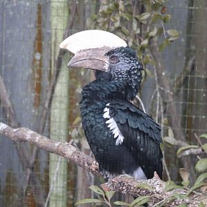 Safari Africa - Silvery-Cheeked Hornbill