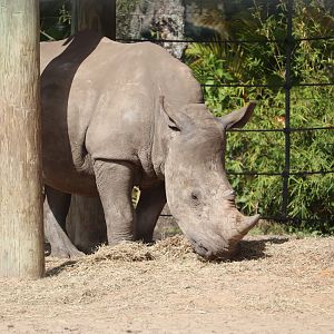 Safari Africa - Southern White Rhinoceros
