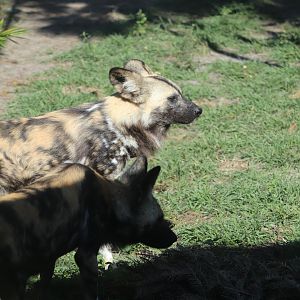 Safari Africa - African Painted Dog