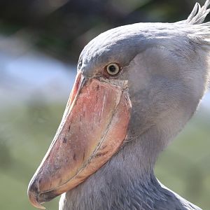 Safari Africa - Shoebill