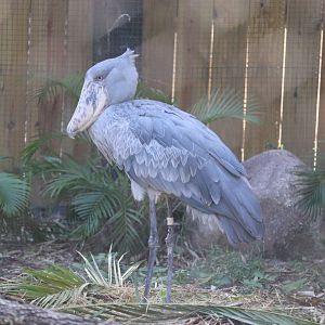 Safari Africa - Shoebill