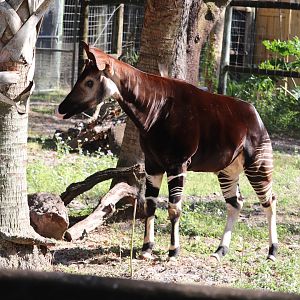 Safari Africa - Okapi