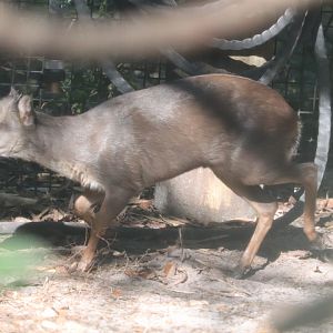 Safari Africa - Blue Duiker