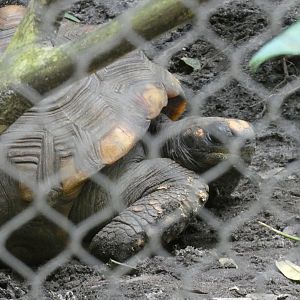 Tortoise ID Please - Disney's Animal Kingdom