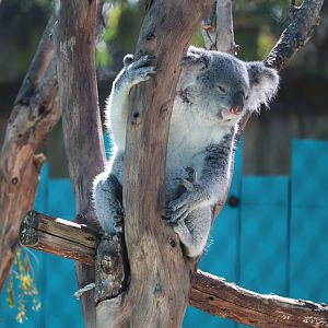 Wallaroo Station - Queensland Koala