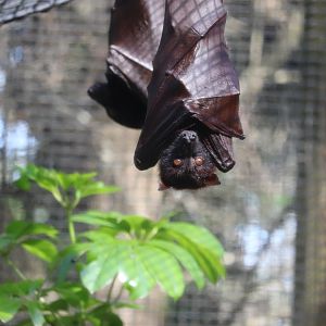 Wallaroo Station - Malayan Flying Fox