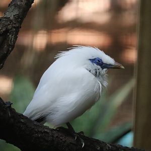 Wallaroo Station - Bali Myna
