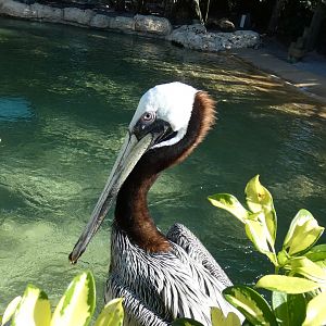 Brown Pelican, Pelican Preserve, Key West - Jan. 2022