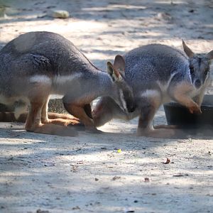 Wallaroo Station - Yellow-Footed Rock-Wallaby