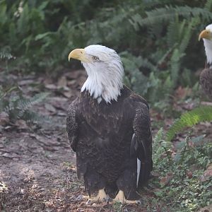 Florida - Bald Eagle