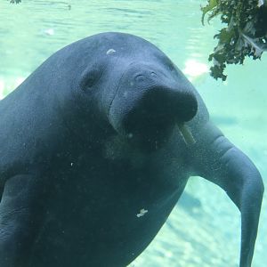 Florida - Florida Manatee