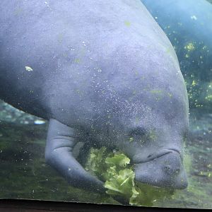 Florida - Florida Manatee