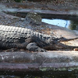 Florida - Tomistoma