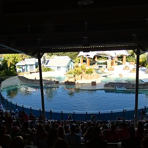 Dolphin Encounter - Jan. 2022