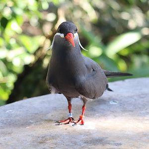 Aviary - Inca Tern