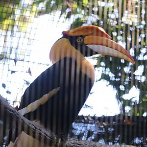 Aviary - Great Indian Horbill