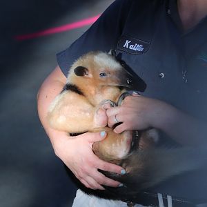 Zoo Tampa at Lowry Park - Southern Tamandua - Silvio