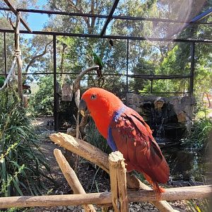Ecelectus Hen in the Exotic Parrots Aviary