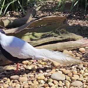 Silver Pheasant Cock