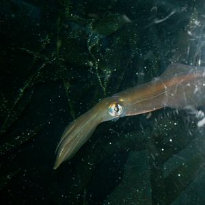 2008; Sepioteuthis australis