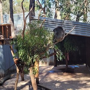 Koala enclosure
