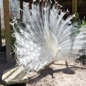 White Peacock