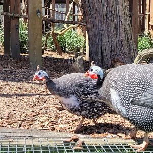 Guinea Fowl - in teh walkthru aviary