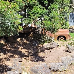 Alpine Dingo Enclosure