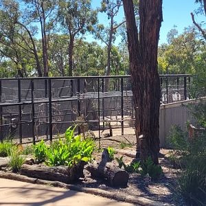 Sulphur crested cockatoo complex