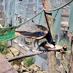 Peacock feeding from the parrots feeder