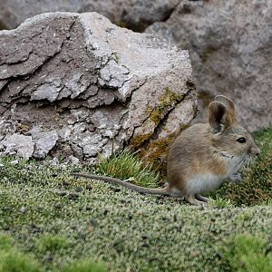 Bolivian big-eared mouse (Auliscomys boliviensis)