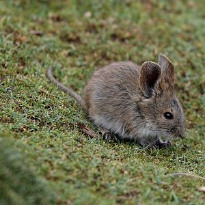 Bolivian big-eared mouse (Auliscomys boliviensis)