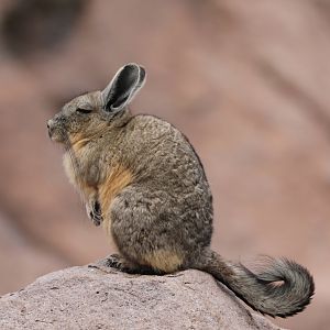 southern viscacha (Lagidium viscacia)