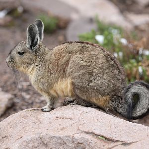 southern viscacha (Lagidium viscacia)