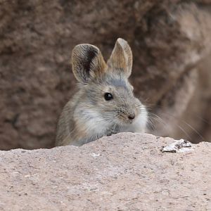 Bolivian big-eared mouse (Auliscomys boliviensis)