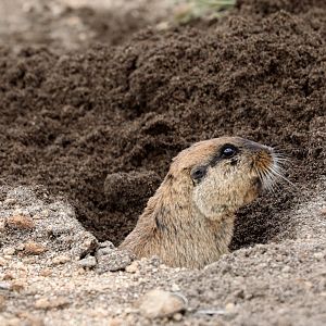 highland tuco-tuco (Ctenomys opimus)