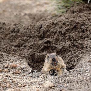 highland tuco-tuco (Ctenomys opimus)