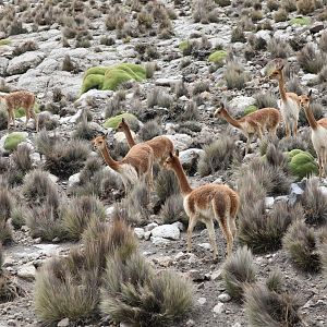 vicuña (Lama vicugna)