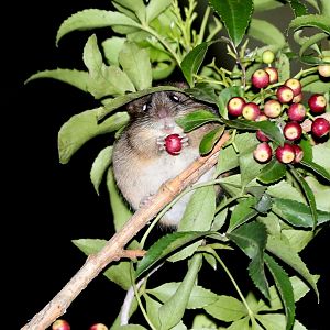 Chilean Climbing Mouse (Irenomys tarsalis)