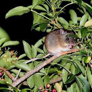 Chilean Climbing Mouse (Irenomys tarsalis)